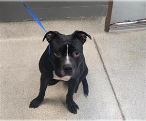 American Staffordshire Terrier Dogs for adoption in Tallahassee, FL, USA