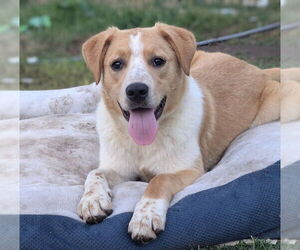 Labrador Retriever-Unknown Mix Dogs for adoption in Boston, MA, USA