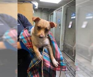 Chihuahua Dogs for adoption in Stockton, CA, USA