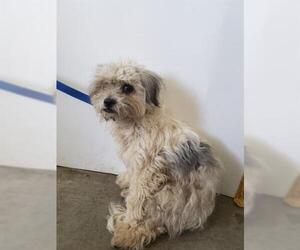 Shih Tzu Dogs for adoption in San Martin, CA, USA