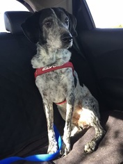 Pointer Dogs for adoption in Littleton, CO, USA