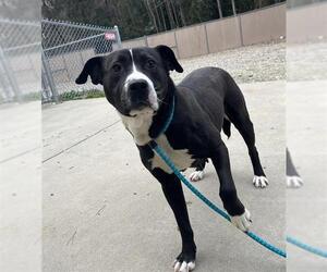 American Pit Bull Terrier Dogs for adoption in Palmetto, FL, USA