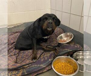 Rottweiler-Unknown Mix Dogs for adoption in San Antonio, TX, USA