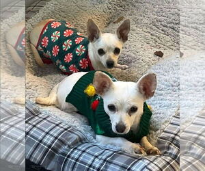 Chihuahua-Unknown Mix Dogs for adoption in Phoenix, AZ, USA