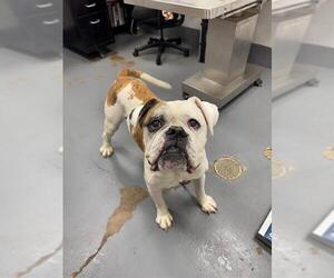 American Bulldog Dogs for adoption in Peoria, IL, USA