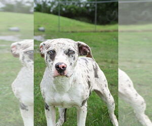 Catahoula Leopard Dog-Unknown Mix Dogs for adoption in Abbeville, LA, USA