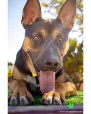 Medium Photo #1 Rottweiler-Unknown Mix Puppy For Sale in Seal Beach, CA, USA