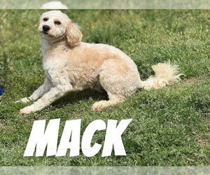 Mutt Dogs for adoption in Raleigh, NC, USA