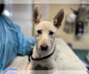 Argentinian Mastiff Dogs for adoption in Pasadena, CA, USA