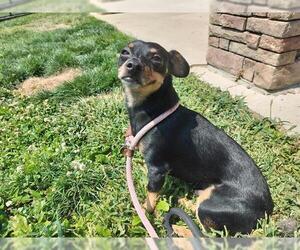 Medium Photo #1 Miniature Pinscher Puppy For Sale in Pueblo, CO, USA