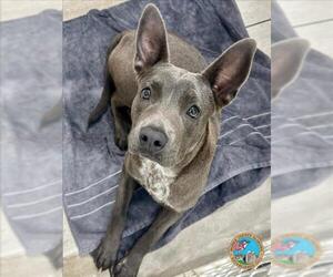 American Bulldog-Unknown Mix Dogs for adoption in Mobile, AL, USA