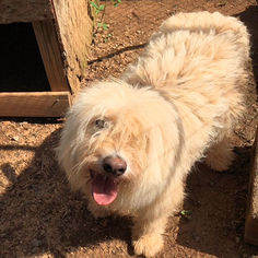 Great Pyrenees Dogs for adoption in Rutherfordton, NC, USA