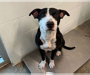 American Staffordshire Terrier-Unknown Mix Dogs for adoption in Tavares, FL, USA