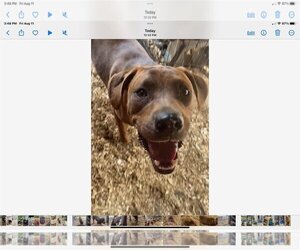 Mutt Dogs for adoption in Holly Springs, NC, USA