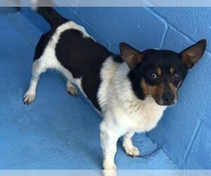 Pembroke Welsh Corgi-Rat Terrier Mix Dogs for adoption in Staley, NC, USA