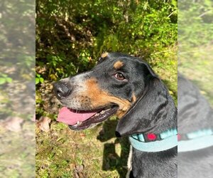 Treeing Walker Coonhound Dogs for adoption in Mt. Gilead, OH, USA