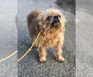 Brussels Griffon Dogs for adoption in Benton, LA, USA
