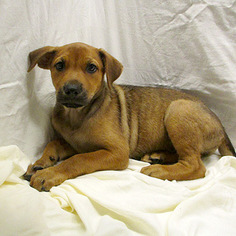Labrottie Dogs for adoption in Fayetteville, TN, USA