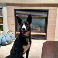 Border Collie-Unknown Mix Dogs for adoption in Colorado Springs, CO, USA