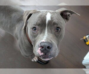 Mutt Dogs for adoption in Moreno Valley, CA, USA