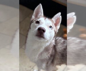 Siberian Husky Dogs for adoption in Matawan, NJ, USA