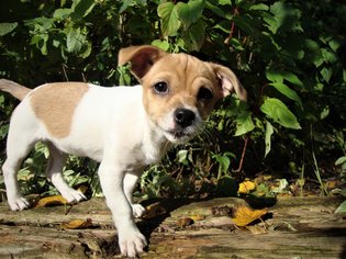 Chiweenie Dogs for adoption in Grafton, WI, USA