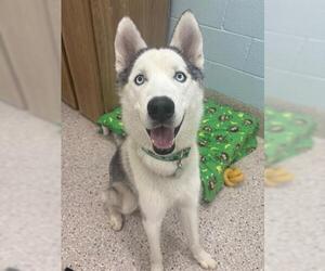 Siberian Husky Dogs for adoption in Brighton, CO, USA
