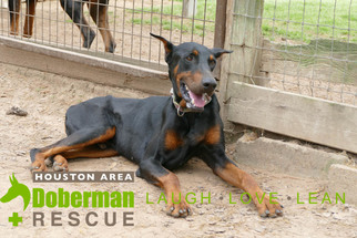 Doberman Pinscher Dogs for adoption in Cypress, TX, USA