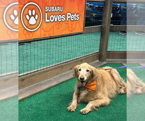 Golden Retriever-Unknown Mix Dogs for adoption in Minneapolis, MN, USA