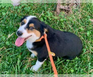 Australian Shepherd-Unknown Mix Dogs for adoption in Cranston, RI, USA