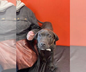 Labrador Retriever Dogs for adoption in Louisville, KY, USA