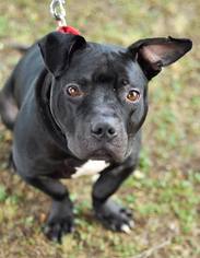 American French Bull Terrier Dogs for adoption in Atlanta, GA, USA