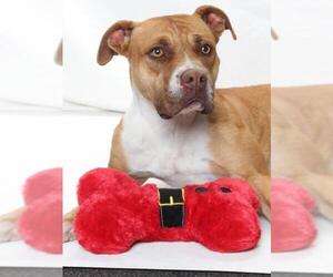 Mutt Dogs for adoption in Burbank, CA, USA