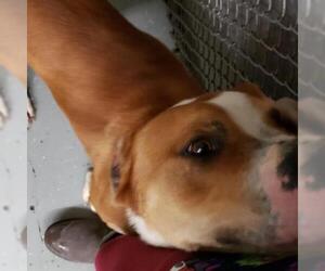 American Pit Bull Terrier Dogs for adoption in Roanoke, VA, USA