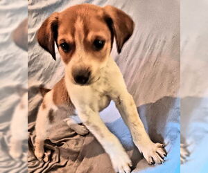 Mutt Dogs for adoption in Rutherfordton, NC, USA