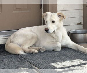 Pyrenees Husky Dogs for adoption in Chandler, AZ, USA