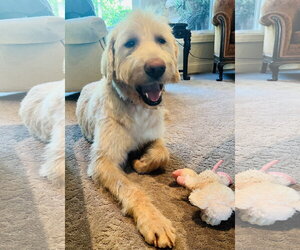 Irish Wolfhound-Poodle (Standard) Mix Dogs for adoption in Germantown, OH, USA