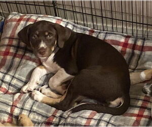 Mutt Dogs for adoption in San Diego, CA, USA