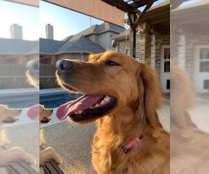Golden Retriever Dogs for adoption in FORT WORTH, TX, USA