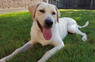 Medium Photo #1 Labrador Retriever Puppy For Sale in Denton, TX, USA