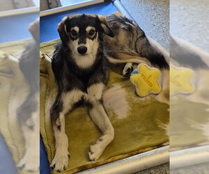 Siberian Husky-Whippet Mix Dogs for adoption in Lodi, CA, USA