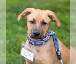 Labrador Retriever-Unknown Mix Dogs for adoption in San Diego, CA, USA