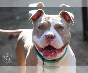 American Pit Bull Terrier-Bulldog Mix Dogs for adoption in Redlands, CA, USA