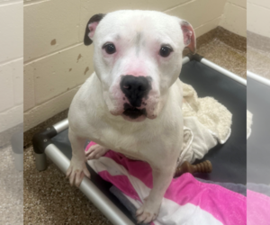 Mutt Dogs for adoption in Hilton Head, SC, USA