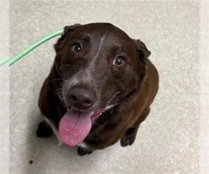Australian Kelpie-Unknown Mix Dogs for adoption in Bakersfield, CA, USA