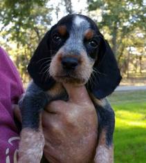 Bluetick Coonhound Dogs for adoption in Malakoff, TX, USA