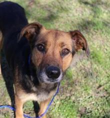 Labrador Retriever-Unknown Mix Dogs for adoption in Templeton, MA, USA