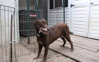 Labrador Retriever Dogs for adoption in Matawan, NJ, USA