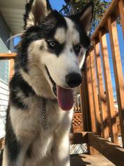 Alaskan Husky Dogs for adoption in CHICAGO, IL, USA