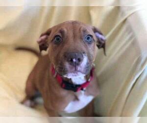 American Pit Bull Terrier-Unknown Mix Dogs for adoption in Urbana, IL, USA